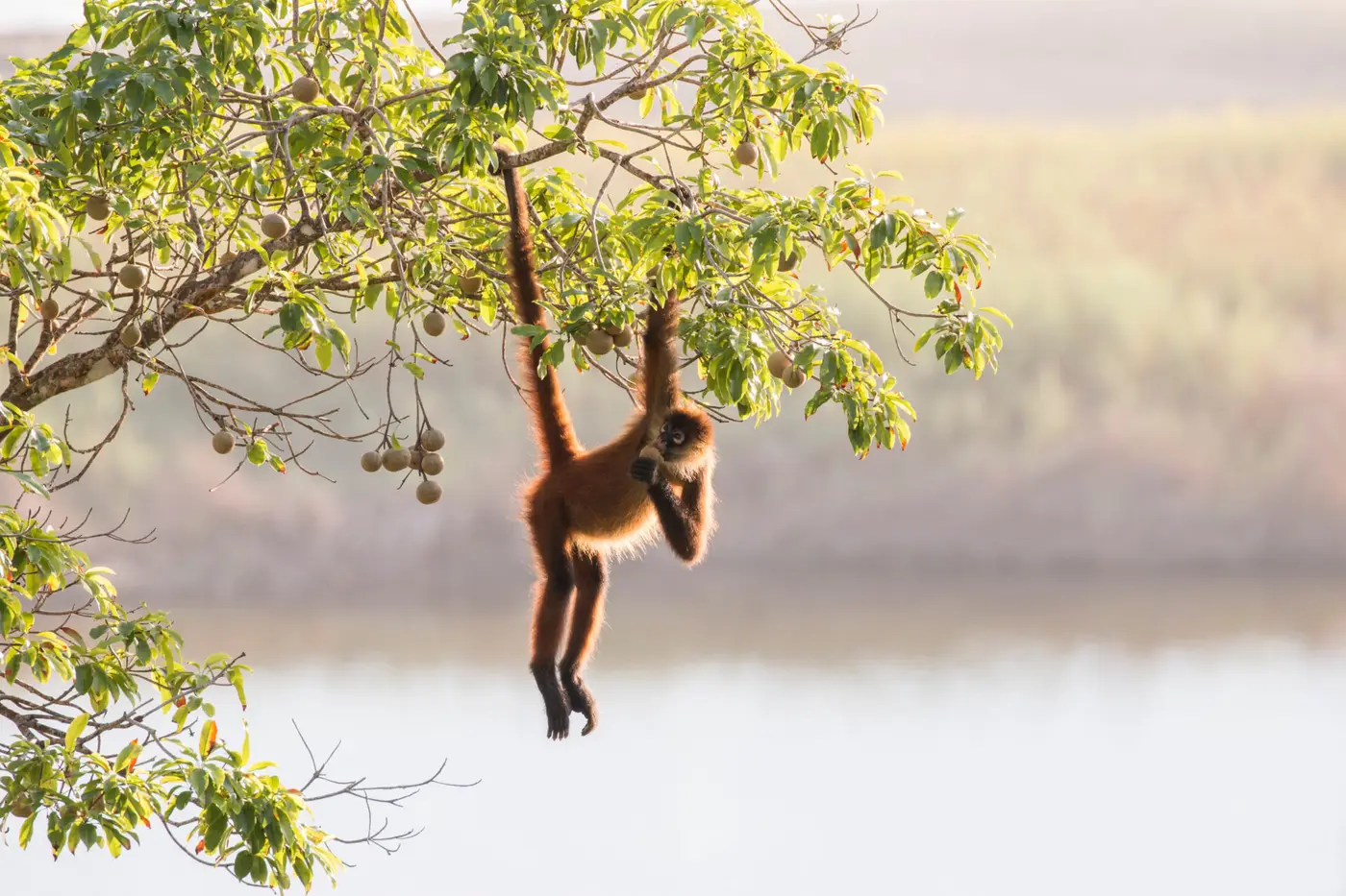 spider monkey feeding over the lagoon, Osa Peninsula, Costa Rica